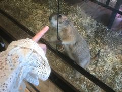 -藦茜花园宠物主题亲子互动体验馆(国顺东路店)