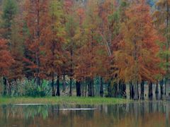 -白鹭湾湿地公园