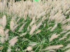 -三圣花乡旅游区