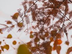 -白鹭湾湿地公园