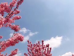 -顾村公园