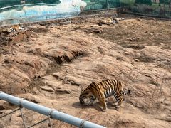 -西霞口神雕山野生动物世界