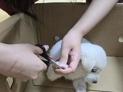 -瑞派天宁宠物医院·猫科·异宠中心