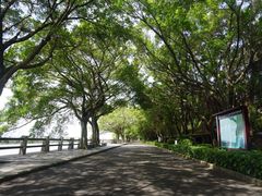 -大湾区中央湿地公园