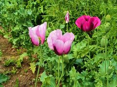 -国家植物园南园