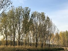 -顺鑫绿色度假村