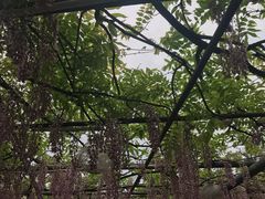 -嘉定紫藤园