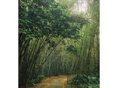 -开平碉楼文化旅游区马降龙景区