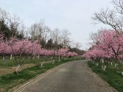 -上海海湾国家森林公园