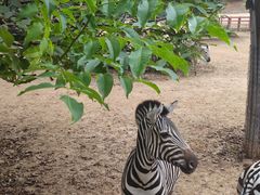 -石家庄市动物园