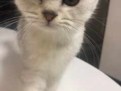 -团子家猫咪猫咖馆·柯基·柯尔鸭