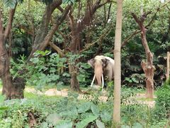 -广州长隆野生动物世界