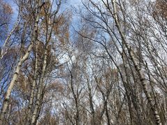 -塞罕坝国家级自然保护区