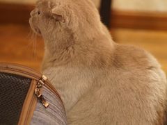 -猫友咖啡店(玉林西路店)