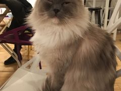 -Cappucimeow猫咪咖啡馆(韦伯时代店)
