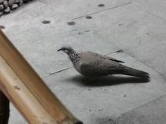 -香园自助小火锅