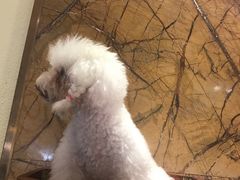 -more than meow吴止猫主题餐厅(承德 中船汇店)