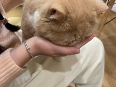 -滚猫咖啡·猫咖·猫友好撸猫(未来城店)