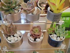 -万达广场(金堂店)
