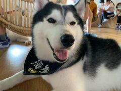 -Husky Go! 哈士奇体验馆·宠物咖啡厅狗咖