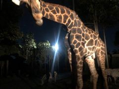 -清迈夜间动物园