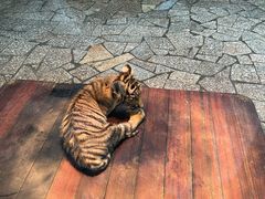 -上海野生动物园