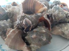 清蒸海螺-四海鲜渔家菜(黄金海岸店)