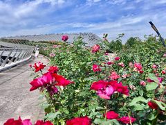 -上海辰山植物园