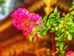 -西双版纳总佛寺