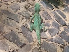 -上海大自然野生昆虫馆(东方明珠·爬宠昆虫探索中心)
