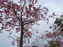 -风云岭森林公园