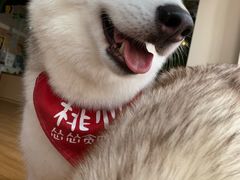 -Husky Go! 哈士奇体验馆·宠物咖啡厅狗咖