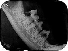 -东莞宠友24H宠物中心医院·转诊夜诊·异宠(新河北路院)