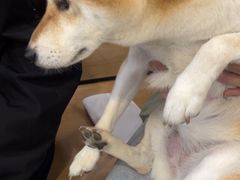 -艾贝尔宠物医院·24H转诊中心·肿瘤猫专科(江宁双龙店)