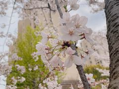 -高东镇樱花园