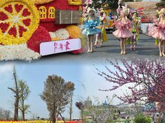 -荷兰花海