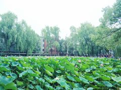 -四川大学(望江校区)