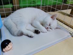 -lincat·猫舍(广州店)