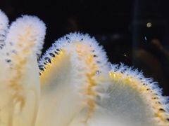 -西雅图水族馆