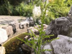 -无锡师范学校附属小学(学前街校区)