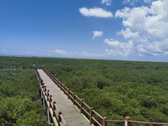 -北海金海湾红树林生态旅游区