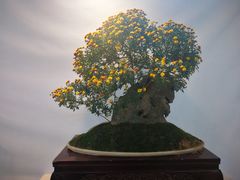 -莲湖公园