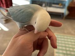 -吉丁鸟咖·异宠·寄养