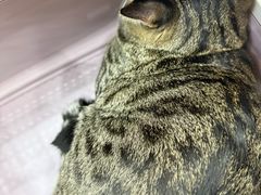 -联合动物医院(光谷诊疗中心)