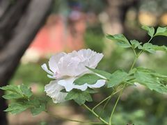 -北京市劳动人民文化宫(太庙)