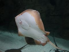 -珠海长隆海洋王国