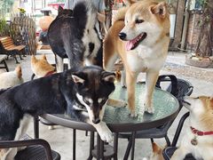 -柴犬高等学院·狗咖·柴犬售卖·宠物训练