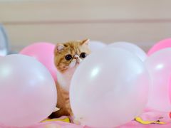 -北京恒爱动物医院(清景园分院)