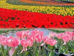 -荷兰花海