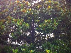 绿化-墨子纪念馆